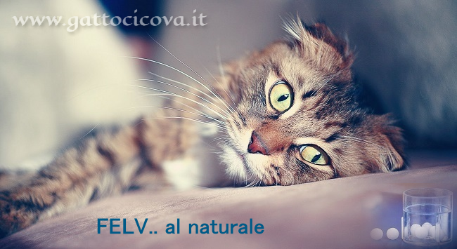 Leucemia Virale FeLV