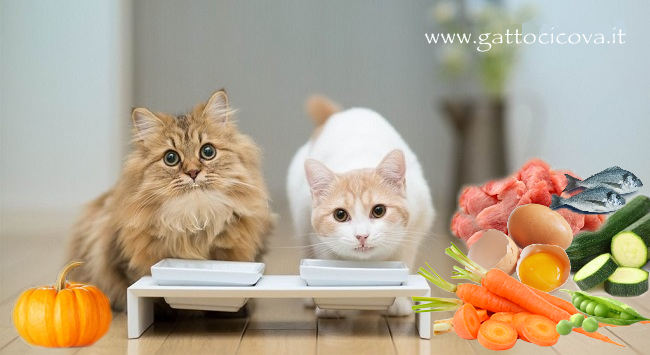 Dieta Casalinga Gatto